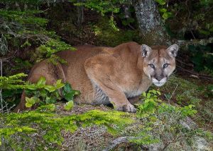 Mountain Lion